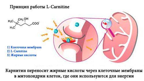 L-карнитин – польза и правилах употребления добавки. что такое l-карнитин.