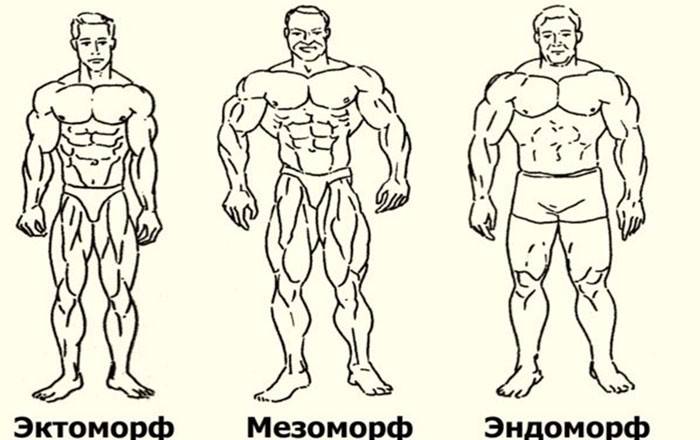 Типы телосложения по шелдону
типы телосложения по шелдону