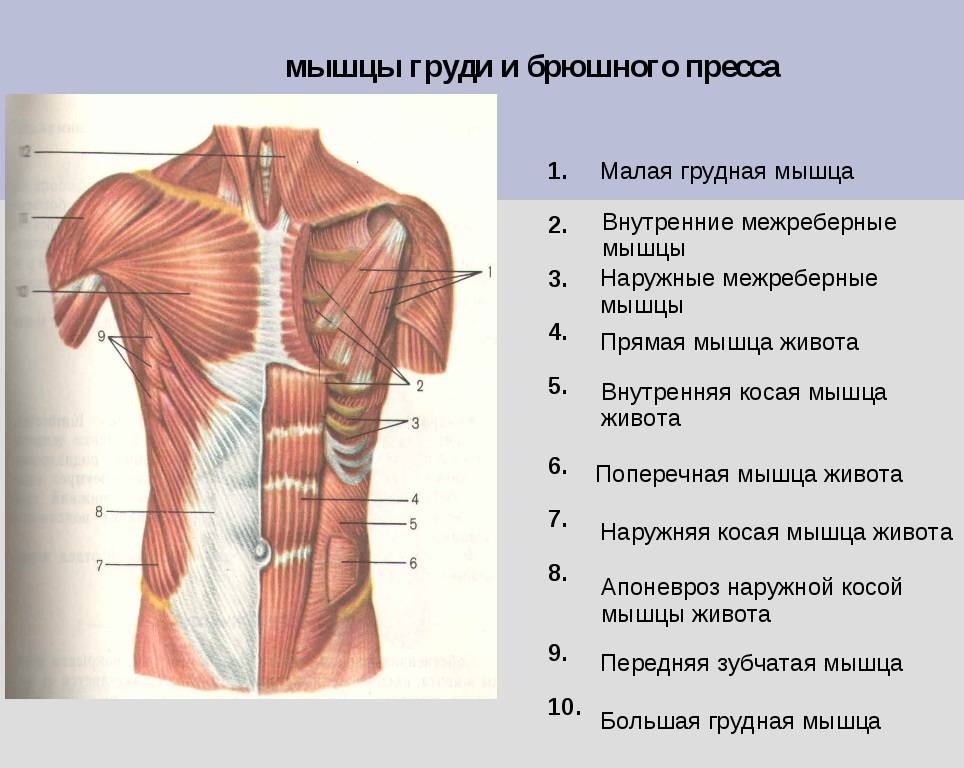 Анатомия мышц живота, их расположение на прессе.