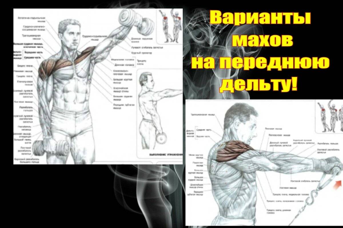 Упражнения на дельты. широкие плечи. бодибилдинг :: syl.ru