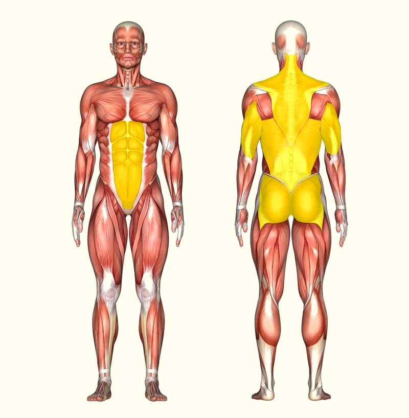 5 лучших статических упражнений для развития мышц кора