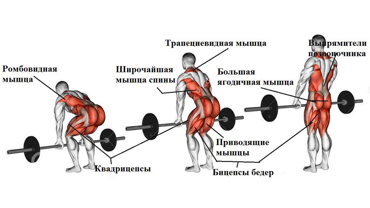 Румынская становая тяга: техника выполнения, какие мышцы работают в отличии от классической