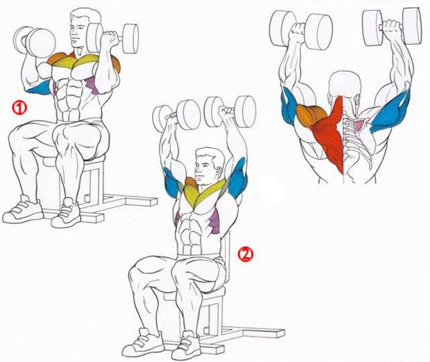 Как накачать плечи: 7 лучших программ тренировок дельт в тренажерном зале