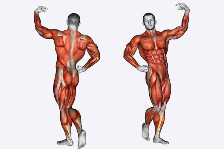 Как растут мышцы