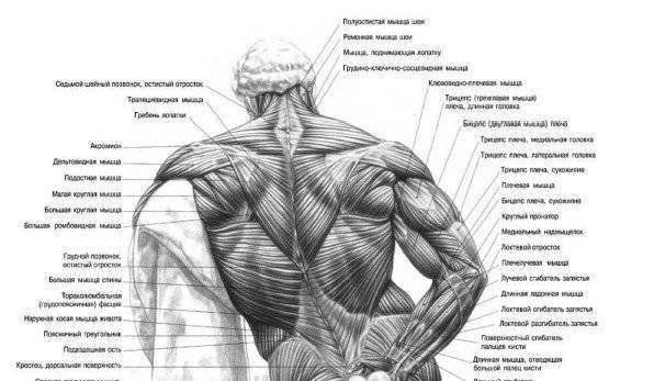 Ромбовидная мышца человека | анатомия ромбовидной мышцы, строение, функции, картинки на eurolab