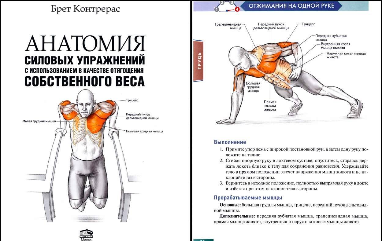 План тренировок для груди