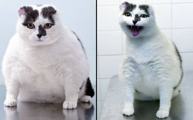 Знаменитости, которые сильно похудели: фото до и после