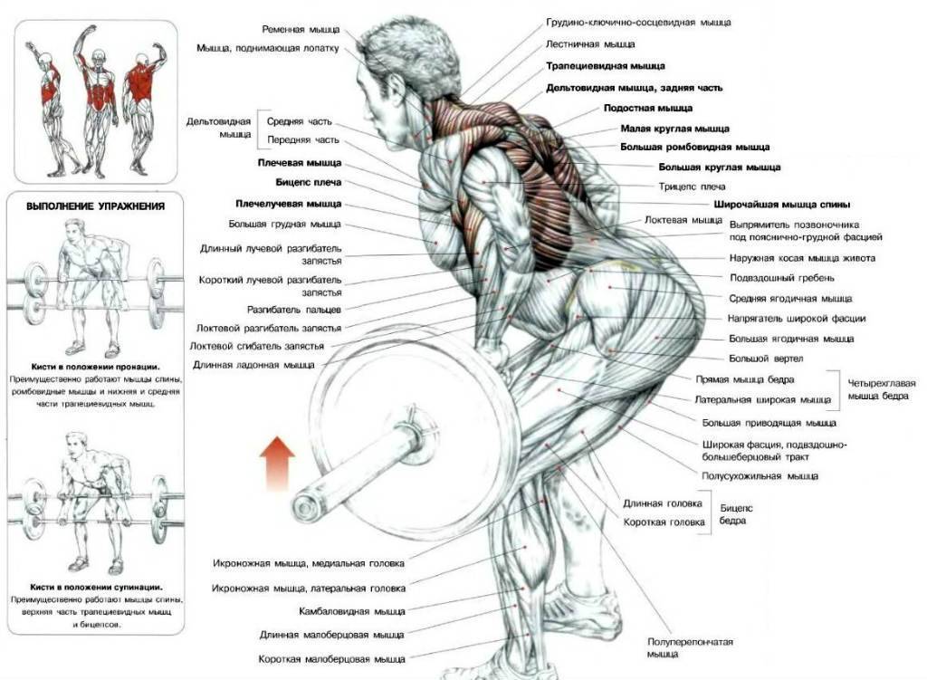 Подборка лучших упражнения на спину для мужчин - базовые и вспомогательные комплексы, для широкой спины (фото + видео инструкция)