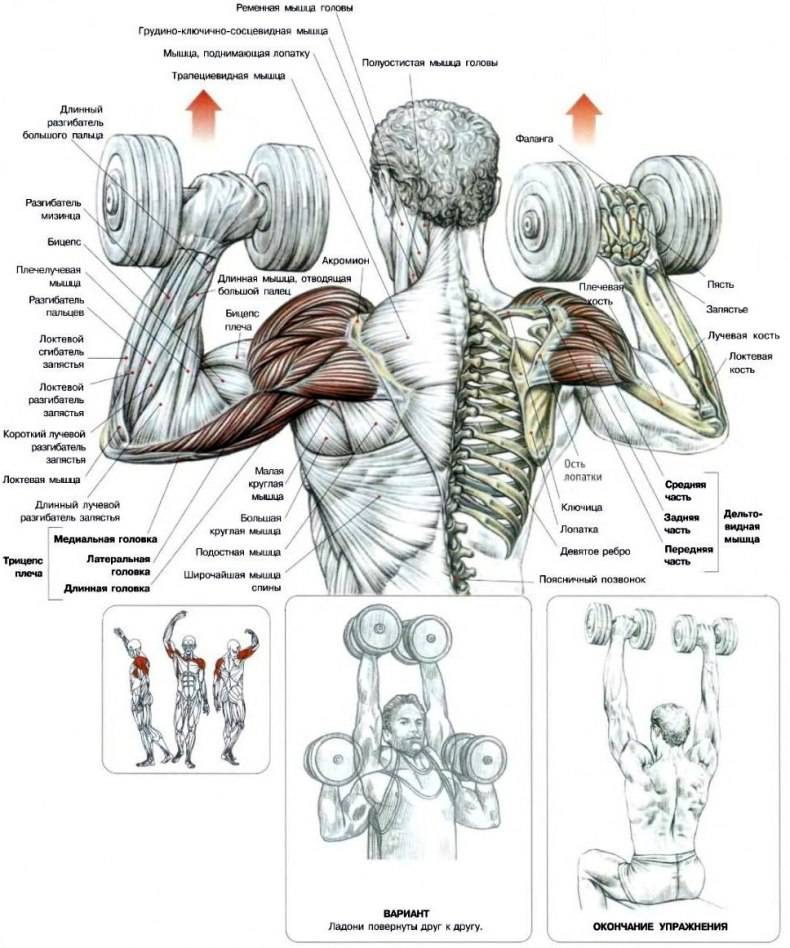 Тренировка дельтовидных мышц - упражнения на все пучки дельт