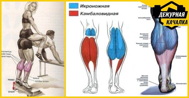 Упражнения нацеленные на икры ног