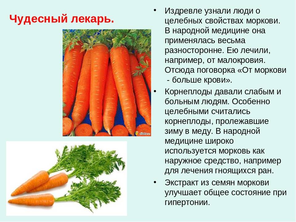 Морковь польза и вред для организма человека - портал обучения и саморазвития