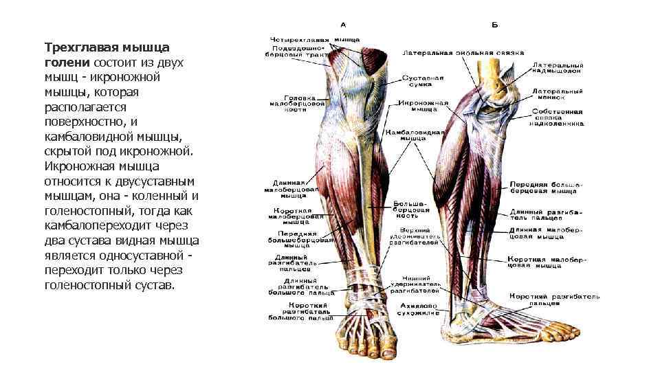 Трехглавая мышца (трицепс) человека | анатомия трехглавой мышцы (трицепса), строение, функции, картинки на eurolab