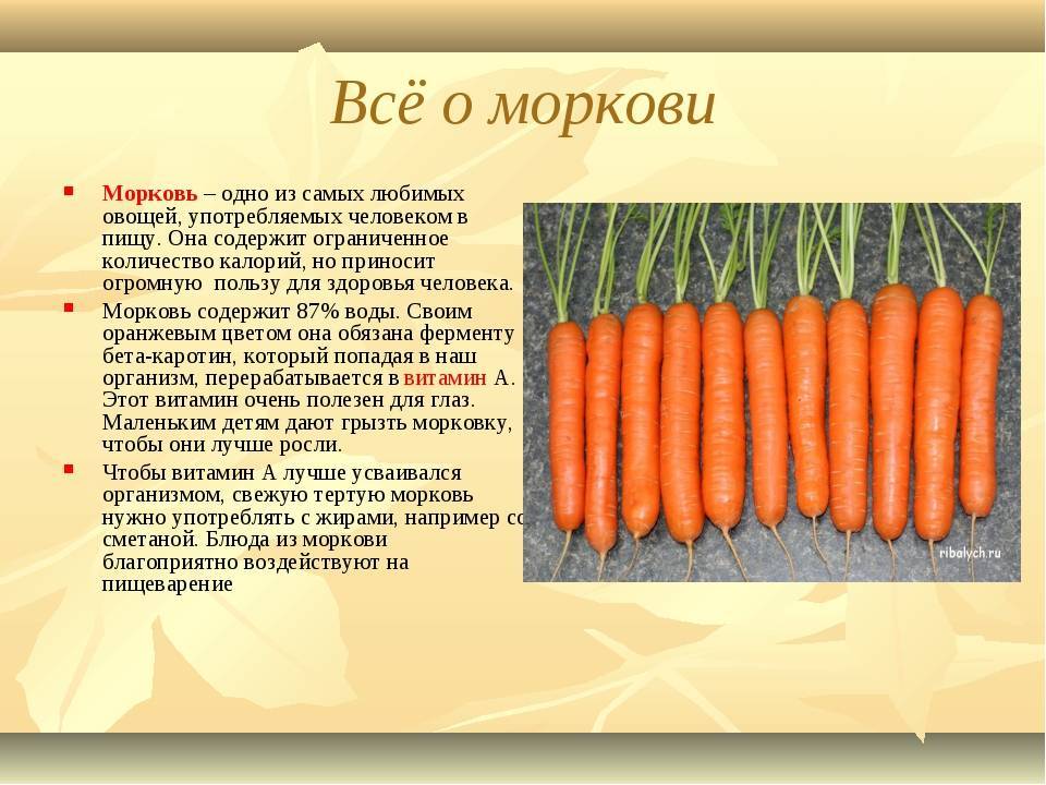 Польза моркови и вред для организма человека: свойства, калорийность и какие витамины в моркови. » сусеки