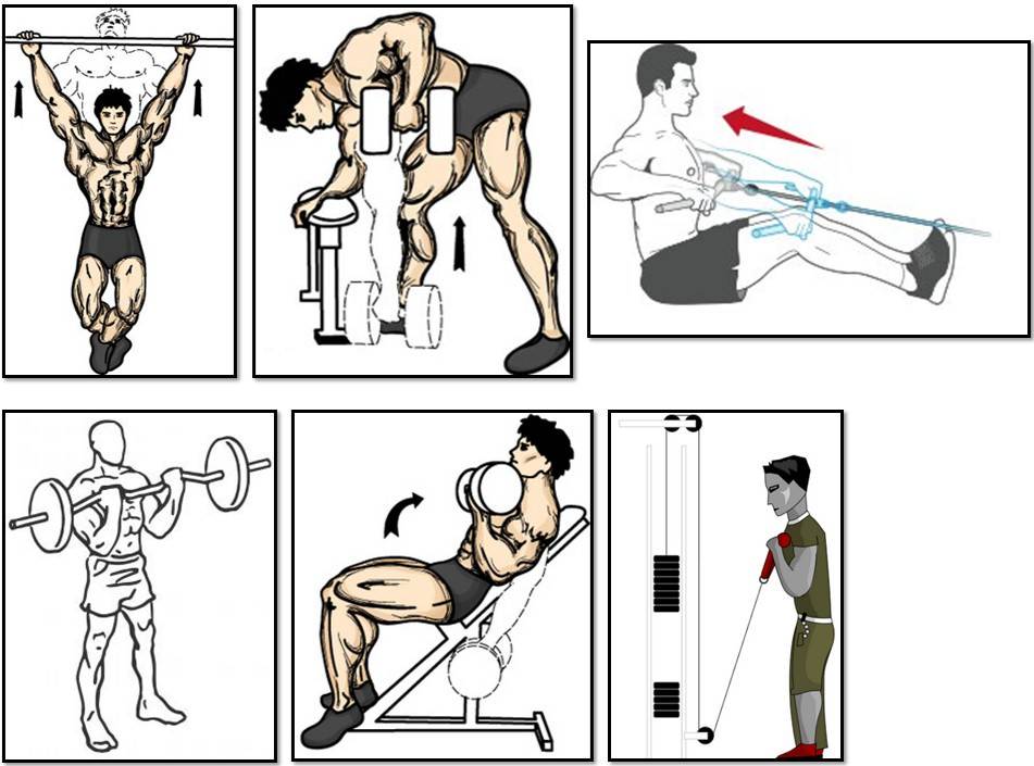 Лучшие упражнения на бицепс: топ-20 самых эффективных упражнения для тренировки двуглавой мышцы плеча