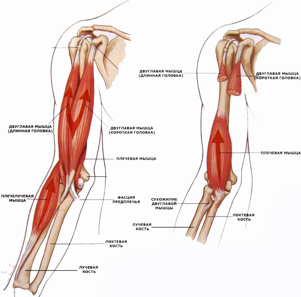 Мышцы рук: анатомия! лучшая информация о мышцах рук!