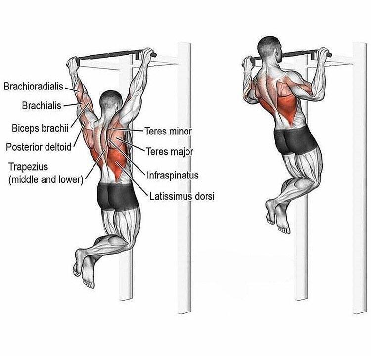 Подтягивания параллельным хватом: какие мышцы работают, польза нейтрального хвата