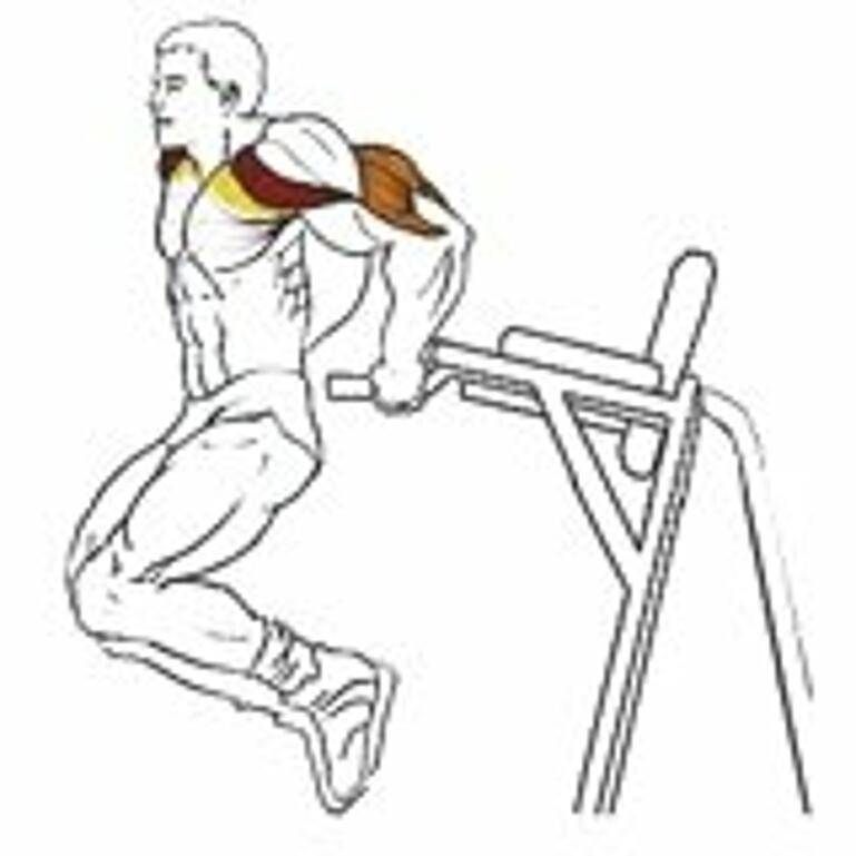 Базовые упражнения на трицепс в тренажерном зале и дома