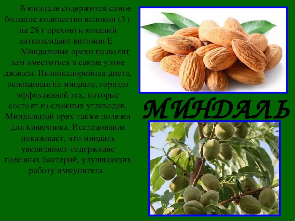 Миндаль — описание, польза и вред для организма, состав и калорийность ореха