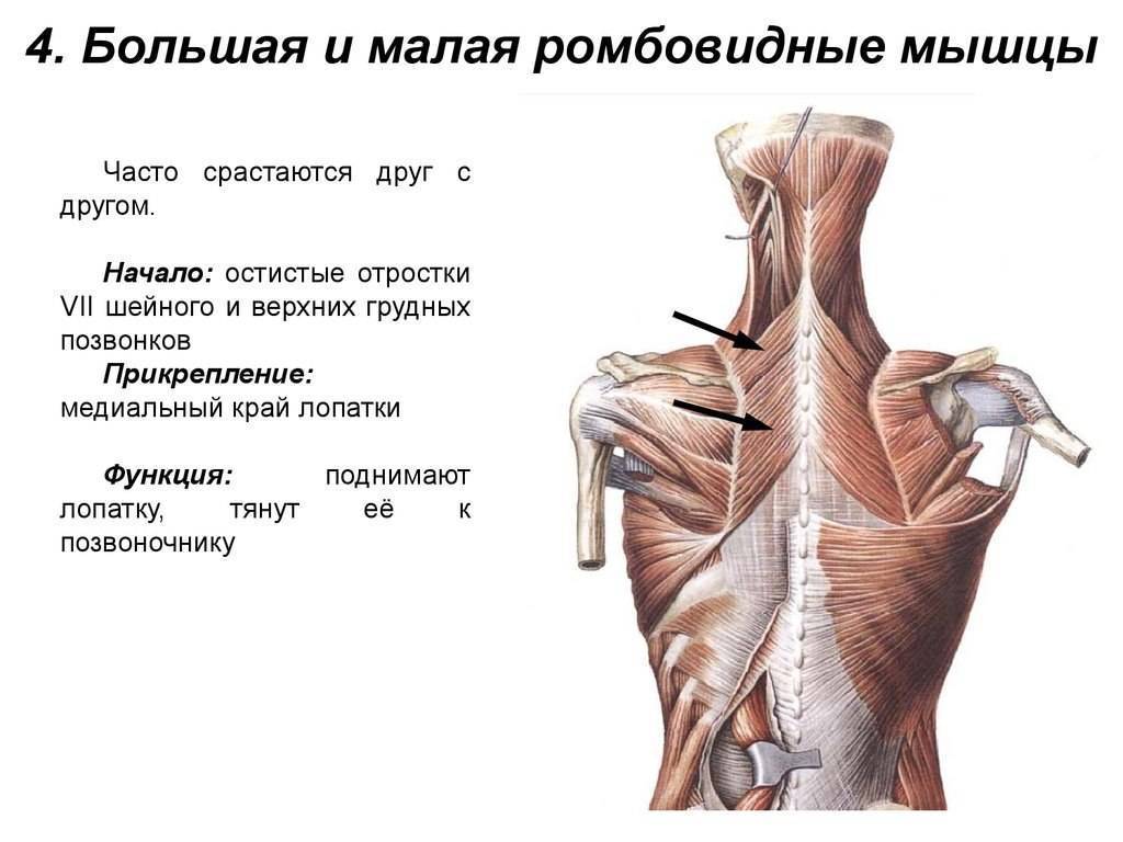 Упражнения на ромбовидную мышцу для формирования правильной осанки у мужчин в домашних условиях - kak-nakachat.pro