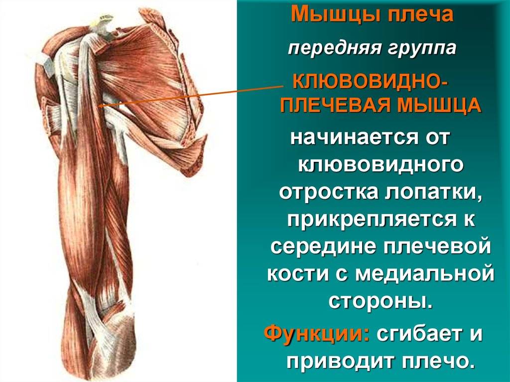 Клювовидно-плечевая мышца: анатомия, какую функцию выполняет, иннервация
