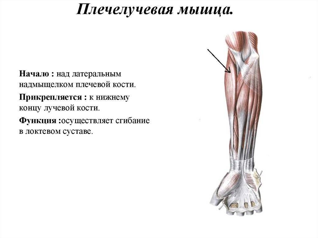 Анатомия мышц человека (бодибилдера)