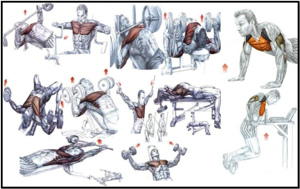 Прокачка грудных мышц за месяц: 15 схем самых эффективных упражнений в тренажерном зале и дома