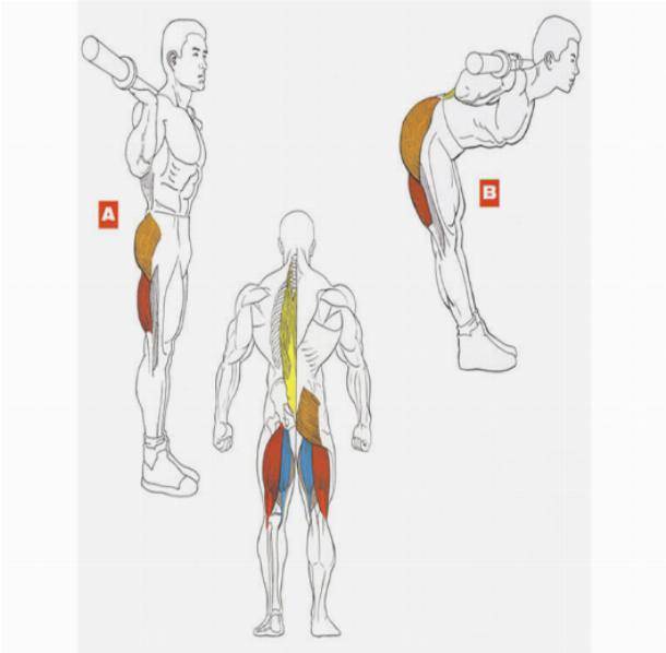 Бицепс бедра: анатомия и лучшие упражнения на двуглавую мышцу бедра