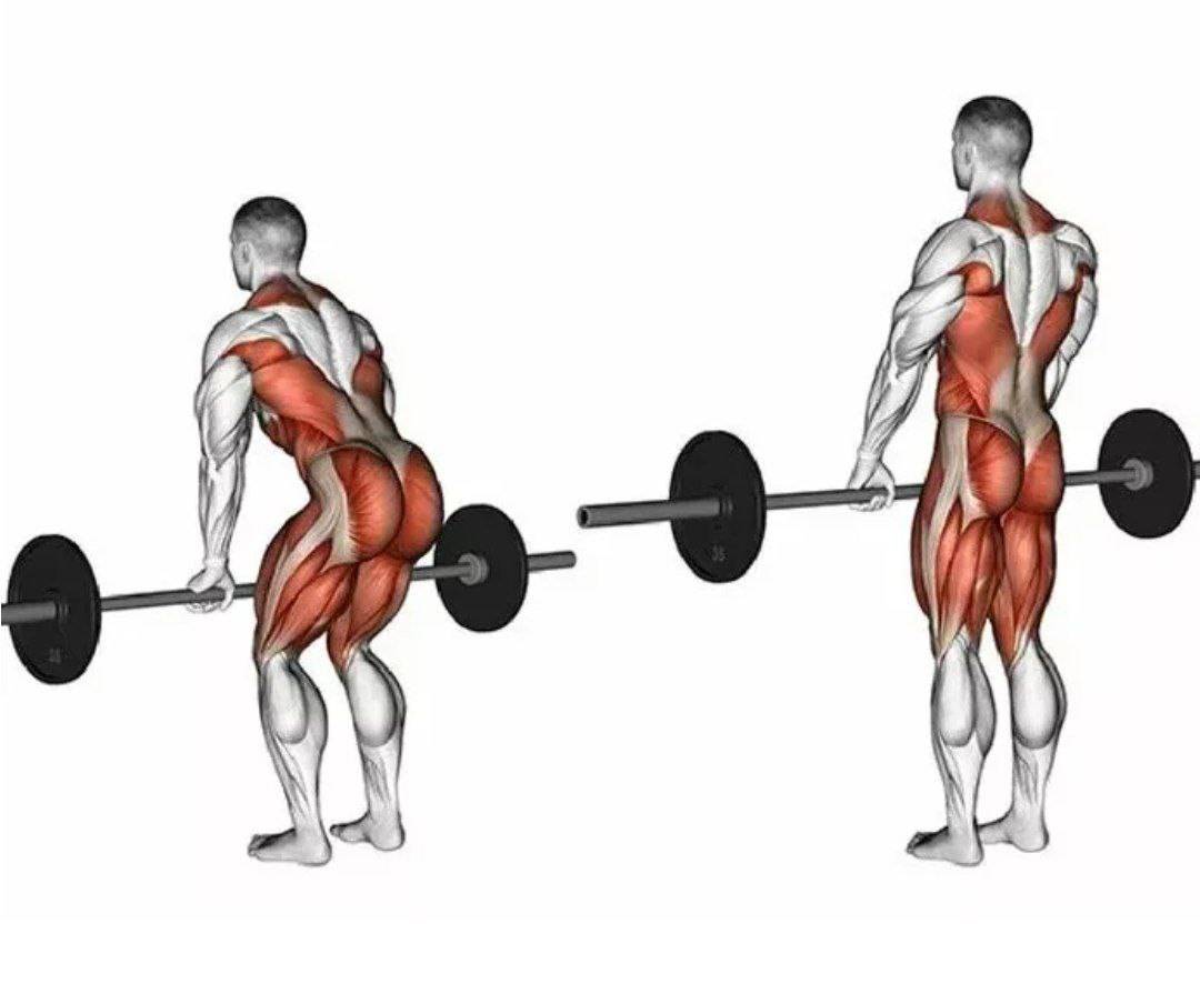 Становая тяга сумо: техника выполнения, целевые и вспомогательные мышцы