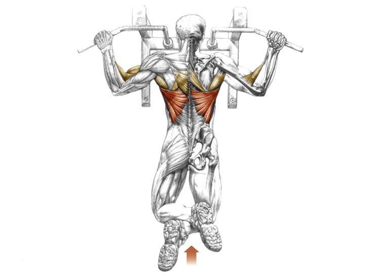 Подтягивания широким хватом: какие мышцы работают, техника