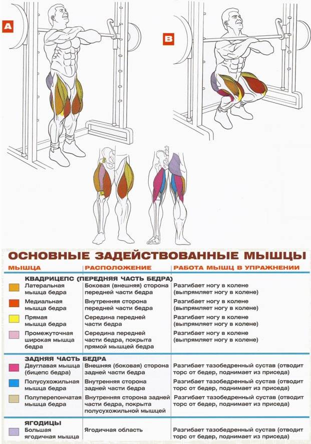Упражнения на ноги в тренажерном зале: качаем квадрицепсы