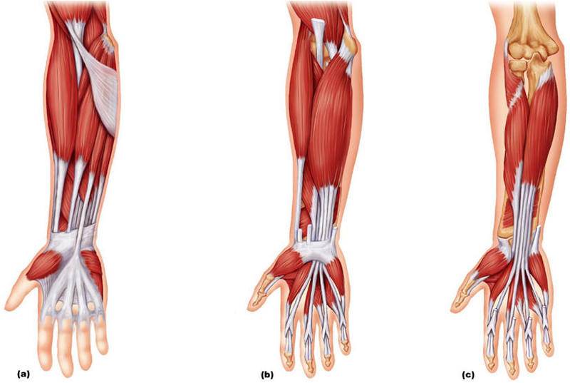 Мышцы предплечья: анатомия