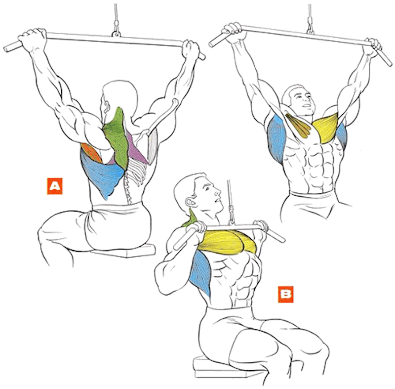 Как накачать мышцы спины в домашних условиях и тренажерном зале