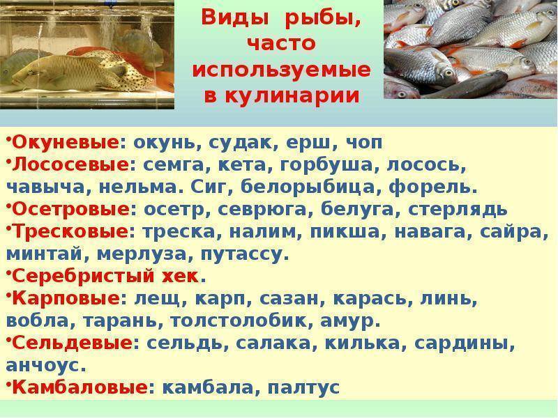 Тилапия: что за рыба, как приготовить
