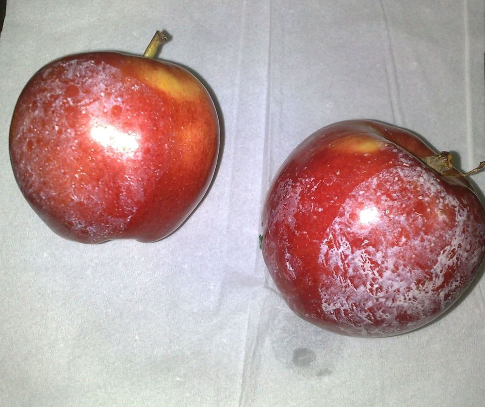 Как сохранить яблоки свежими до весны – роль советской «синей» лампы и домашнего воска — agroxxi