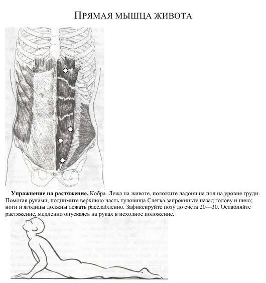 Поперечная мышца живота: анатомия и упражнения для тренировки