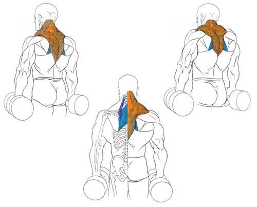 Трапециевидная мышца: где находится, функции, анатомия, фото