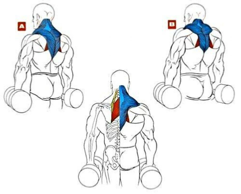 Упражнения на спину для мужчин - самый эффективный комплекс смотрите здесь! топ-100 фото лучших упражнений на спину!