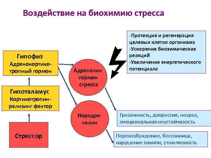 Стресс реакция и катаболические гормоны