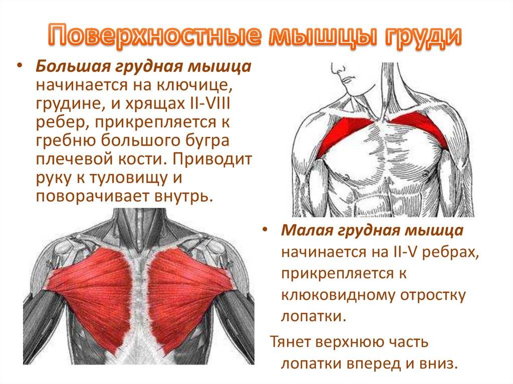 Как растут мышцы и как тренироваться, чтобы они росли? - fitlabs / ирина брехт