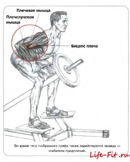 Тяга штанги в наклоне — техника, плюсы и минусы. какие мышцы работают?