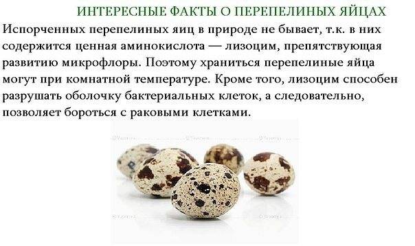 Перепелиные яйца, польза и вред для организма человека