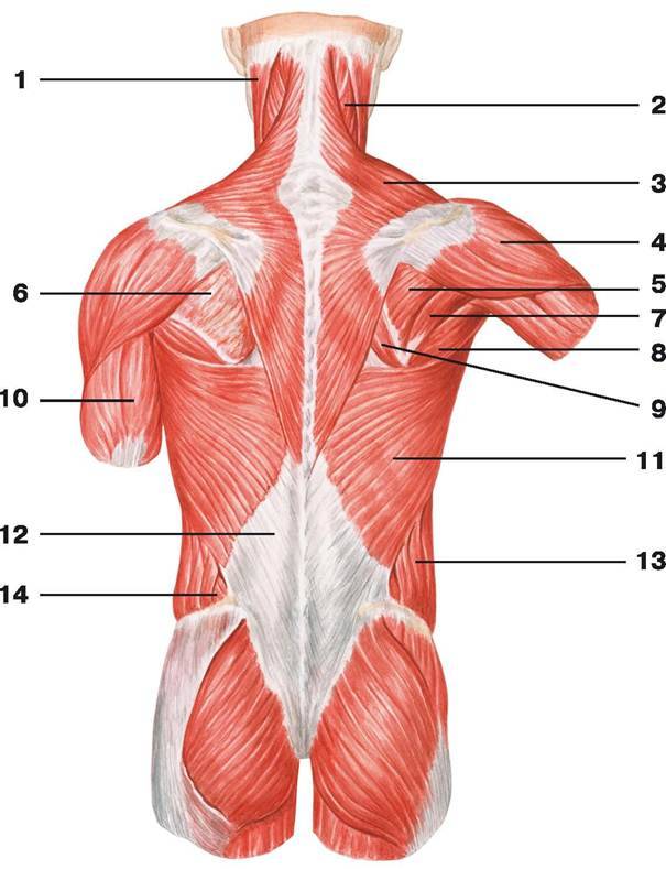 Мышцы спины анатомия человека рисунок с подписями анатомия и физиология