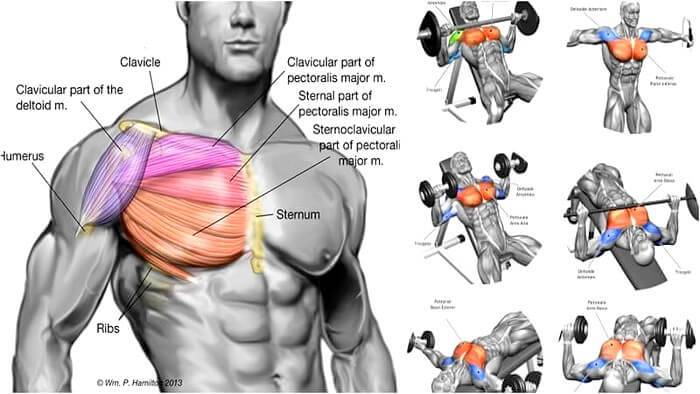 Упражнения на верх грудных мышц: как накачать верхний отдел груди