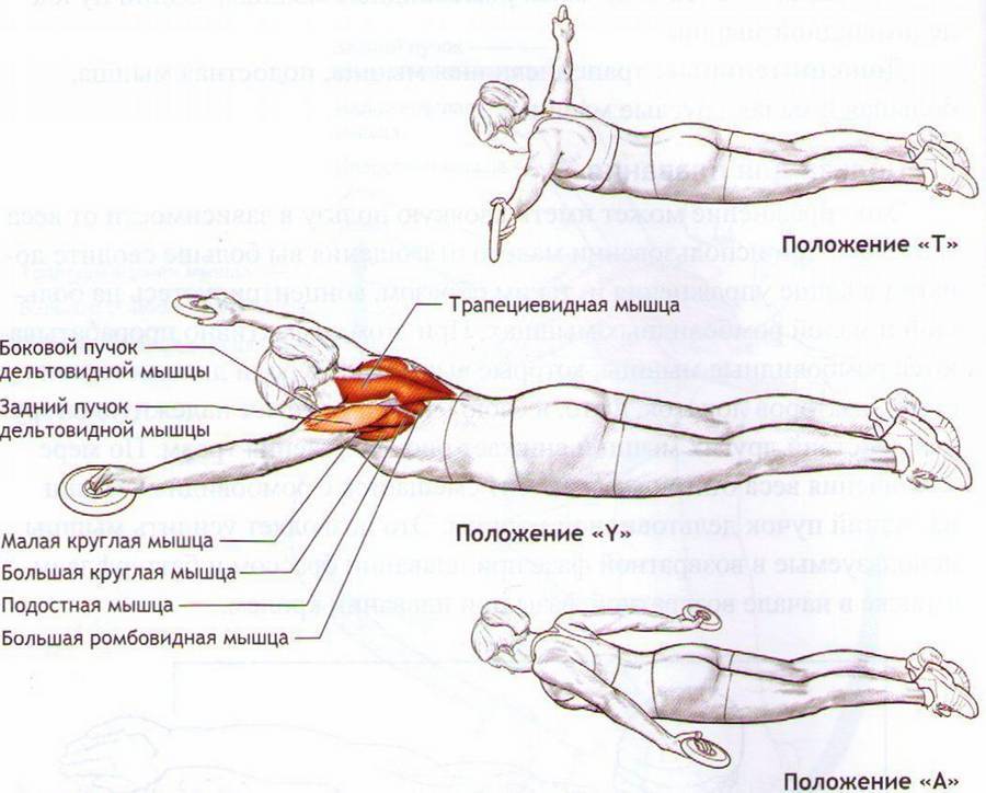Упражнение ласточка: техника выполнения, какие мышцы работают