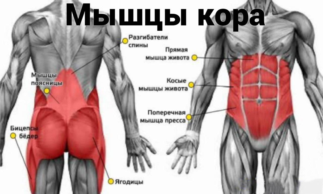 Прямая мышца где. Мышцы стабилизаторы. Мышцы стабилизаторы туловища.