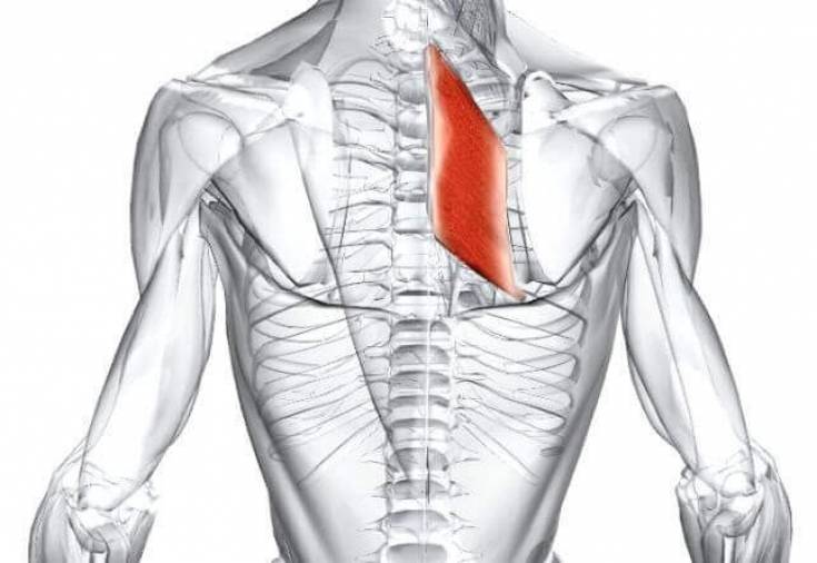 Мышцы спины: анатомическая схема и функции поверхностных, глубоких и продольных, комплекс упражнения для укрепления