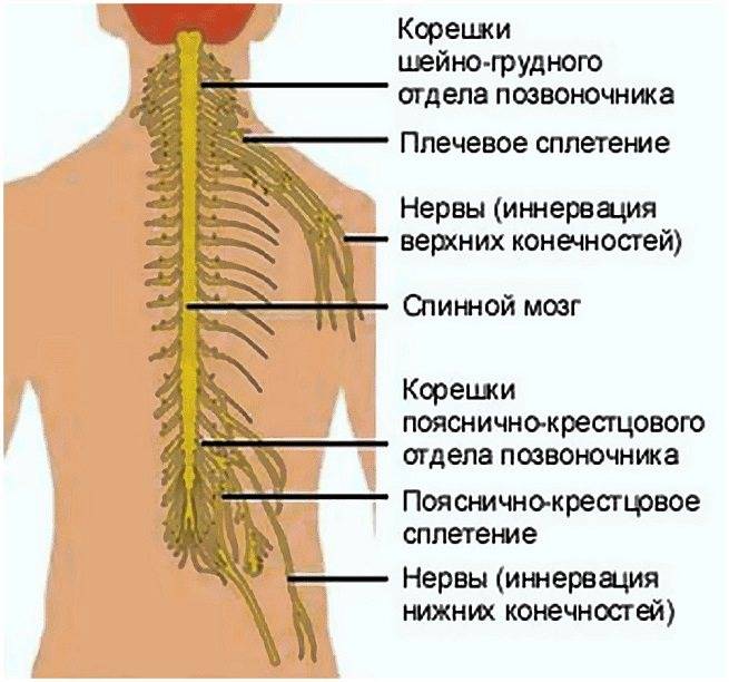 Головная боль при остеохондрозе шейного отдела: симптомы, лечение | ким
