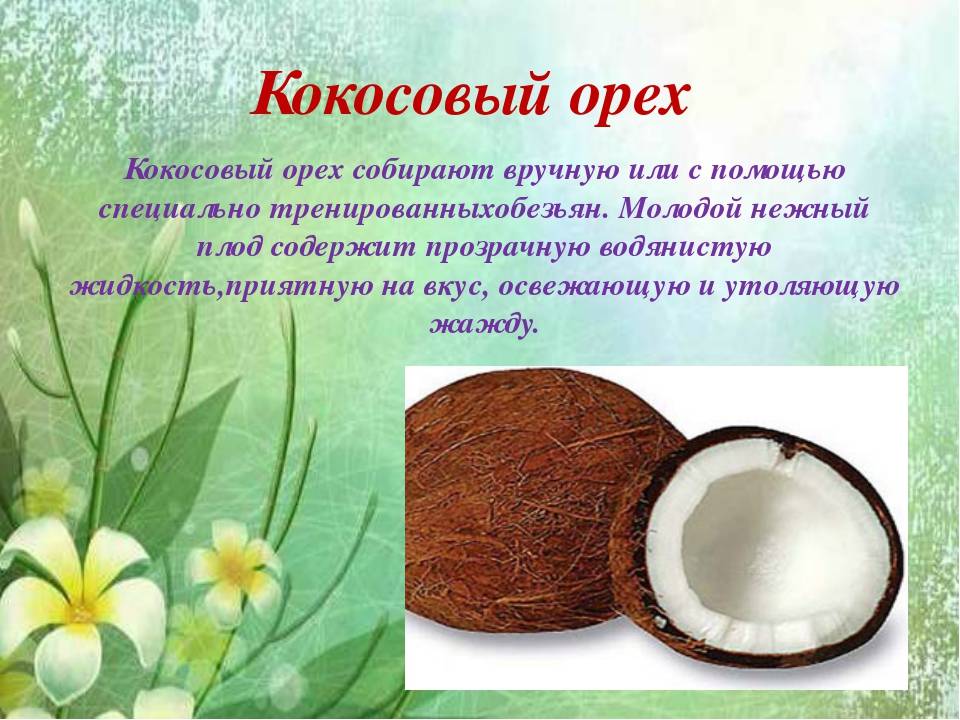 Польза и вред кокоса для организма человека, калорийность мякоти