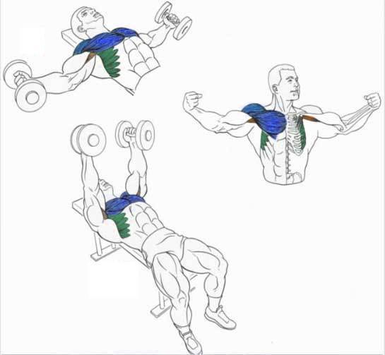Упражнения для рук в тренажерном зале * как накачать мышцы рук, эффективный комплекс для мужчин и женщин с базовыми упражнениями