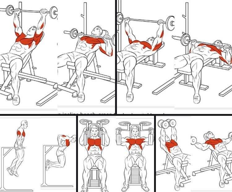 Грудные мышцы у мужчин: как правильно накачать? схемы, фото, видео уроки самых эффективных упражнений
